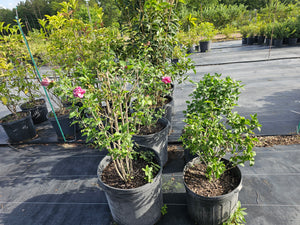 Rose Of Sharon  Double Pink Ruffle