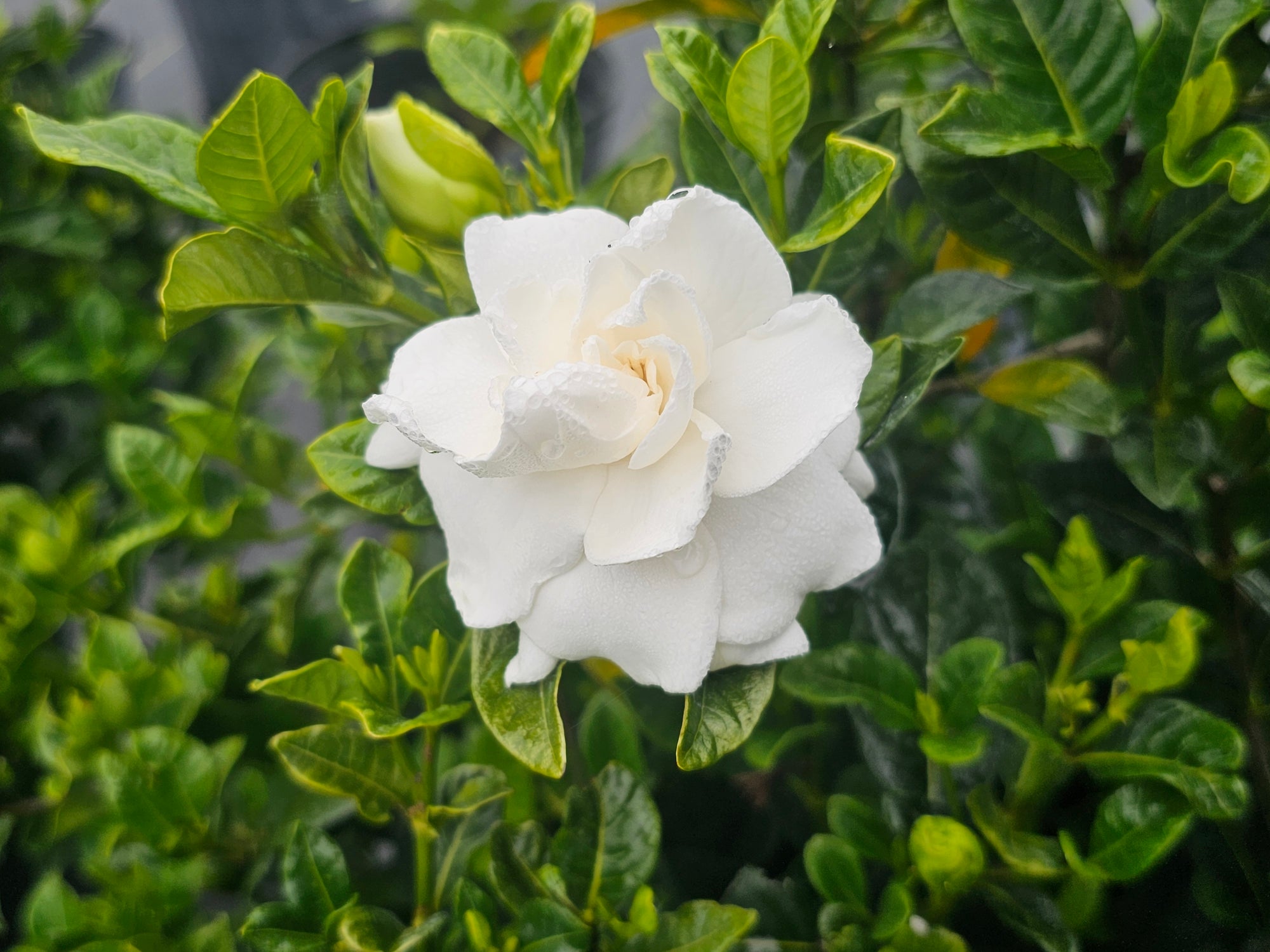 GARDENIA VEITCHI