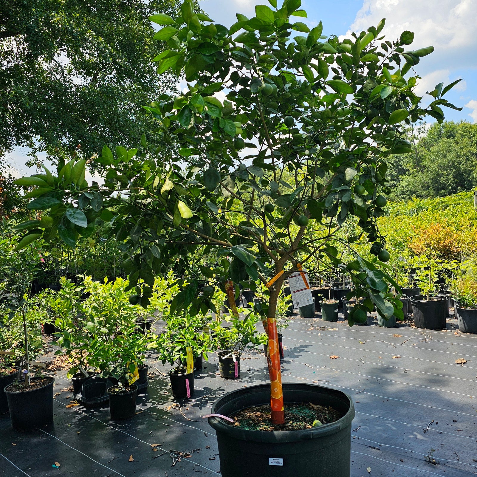 Satsuma Mandarin Orange Tree
