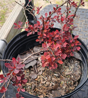 BURNING BUSH