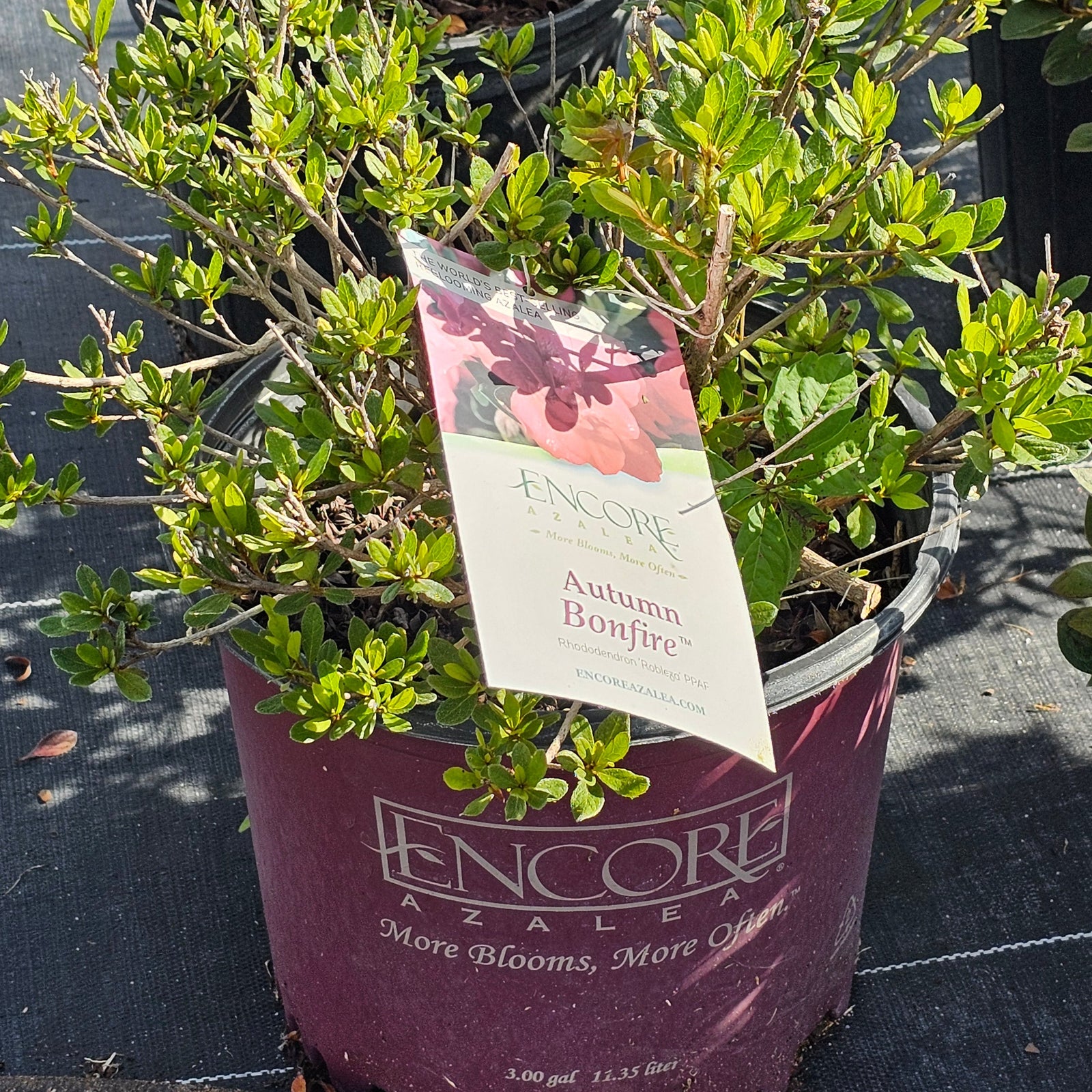 Encore® Azalea ‘Bonfire’