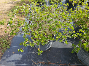 Conversation Piece Azalea