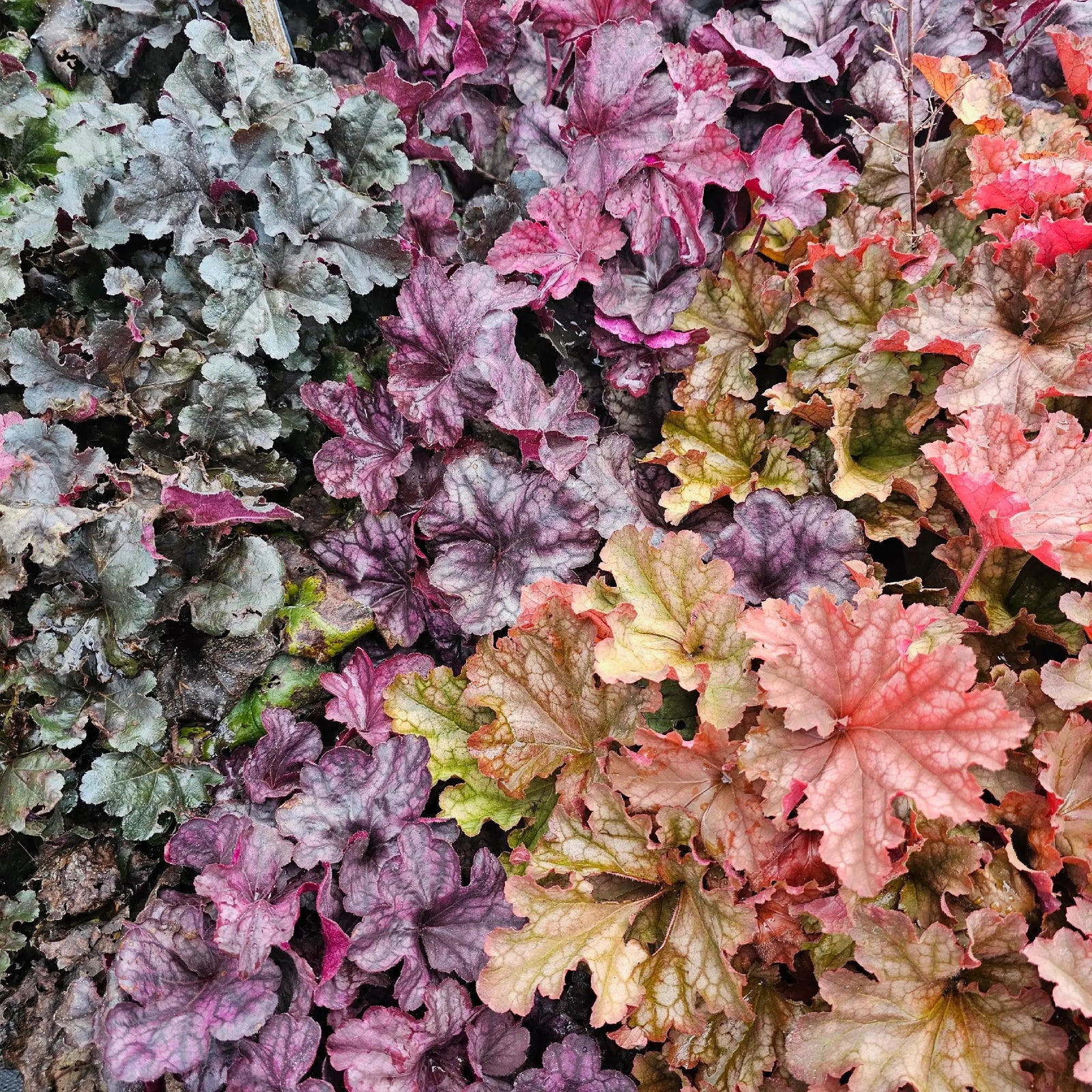 Coral Bells Heuchera plant for sale in DeFuniak Springs Florida for shade gardens and containers