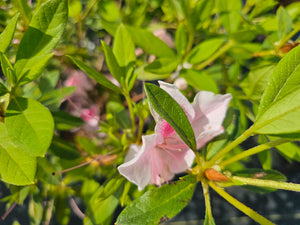 AZALEA George Taber