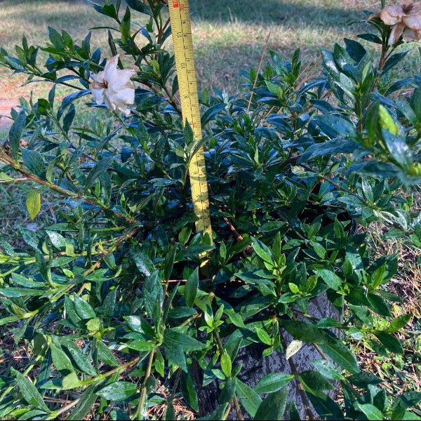 Gardenia ' Radicans' gardenia jasminoides