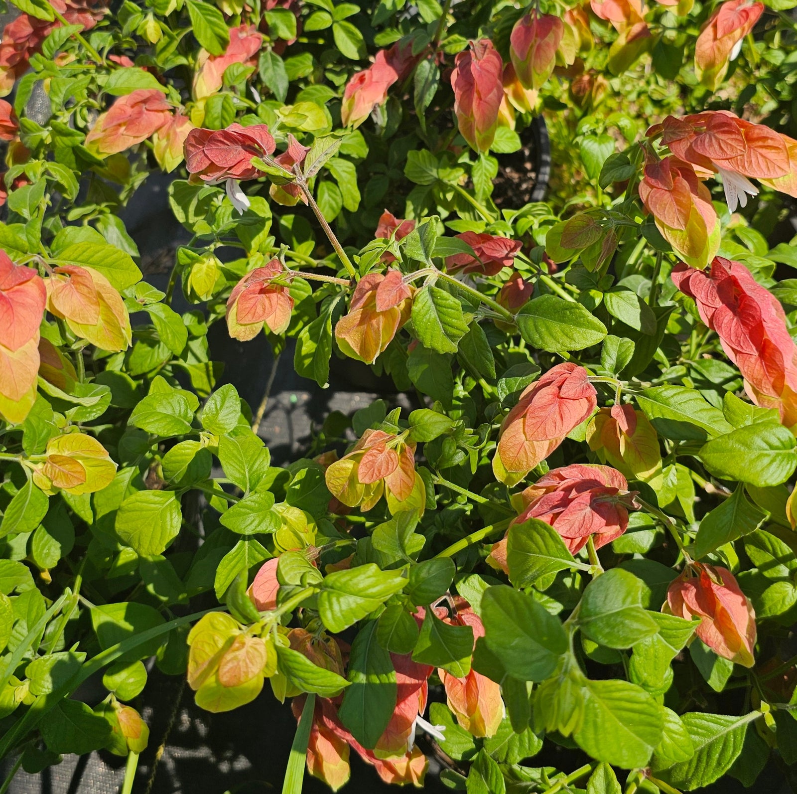 SHRIMP PLANT