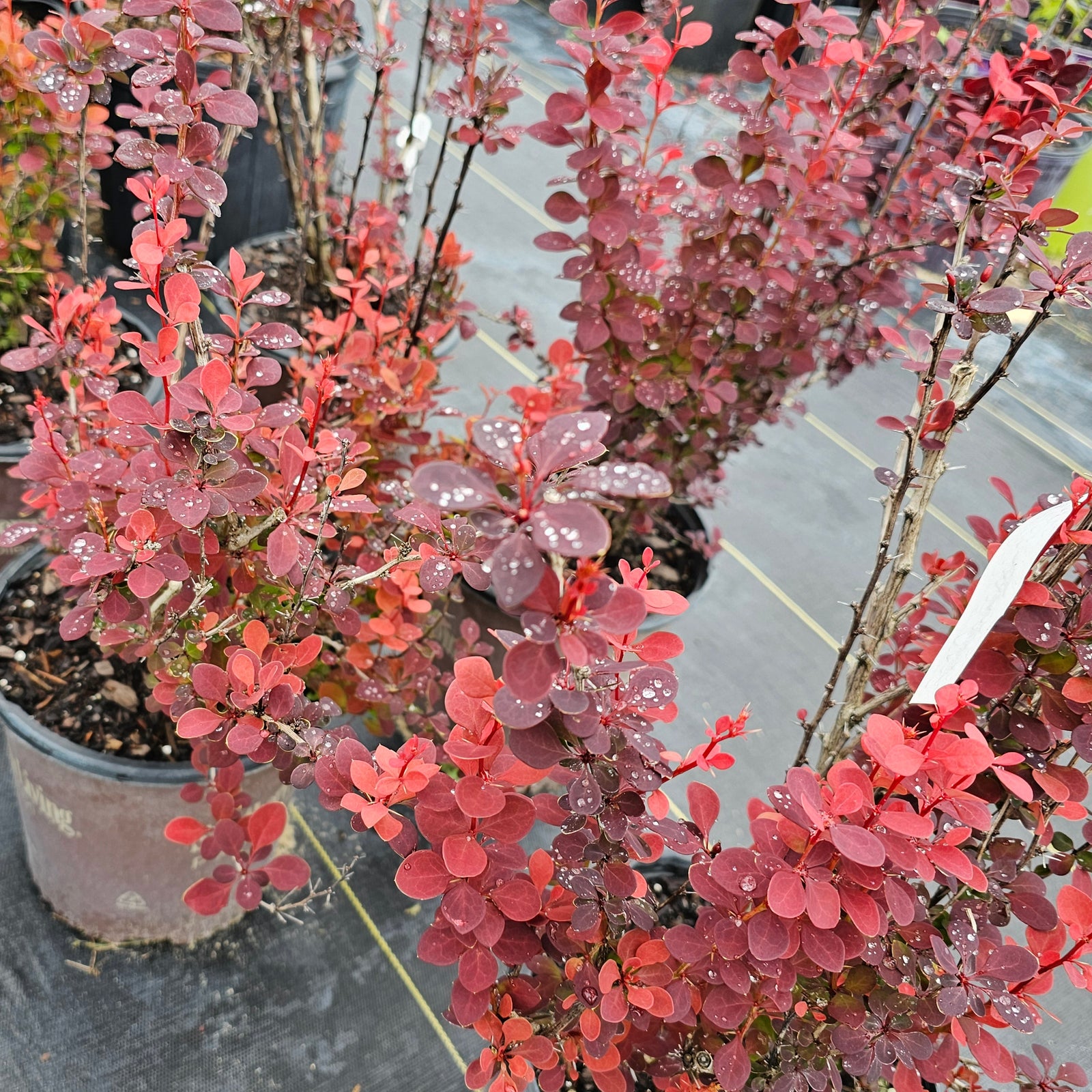 BARBERRY RED ROCKET