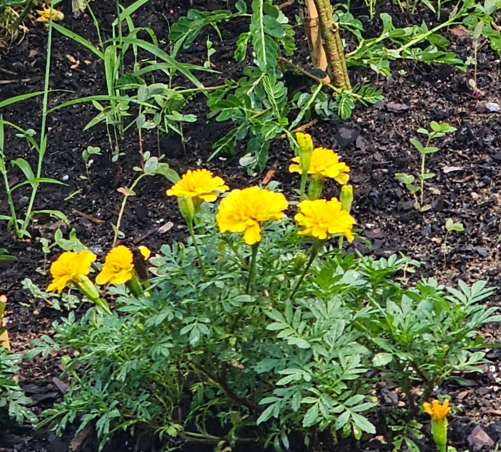 MARIGOLD FRENCH