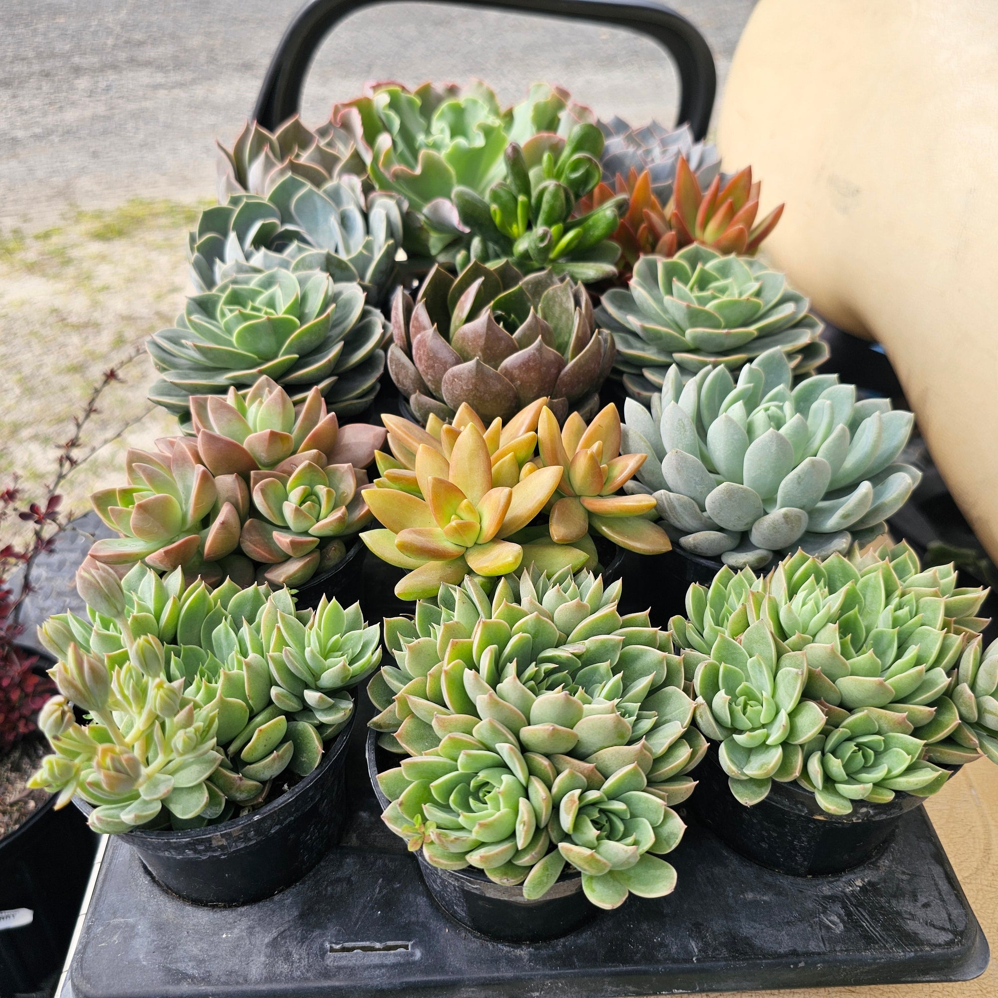 Succulents