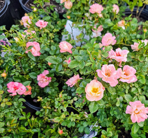 DRIFT ROSE
