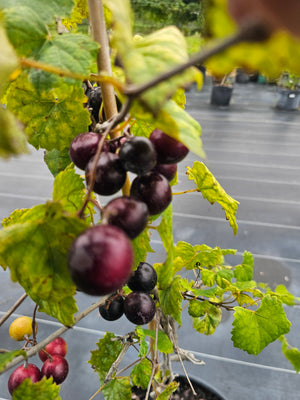 MUSCADINE LANE