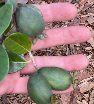 Pineapple Guava Tree