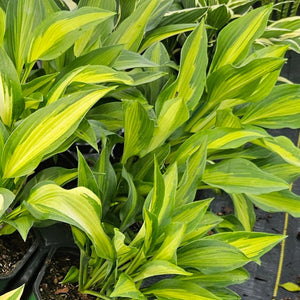 Hosta