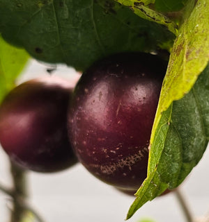 MUSCADINE PAULK