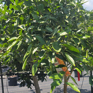 CITRUS SATSUMAS