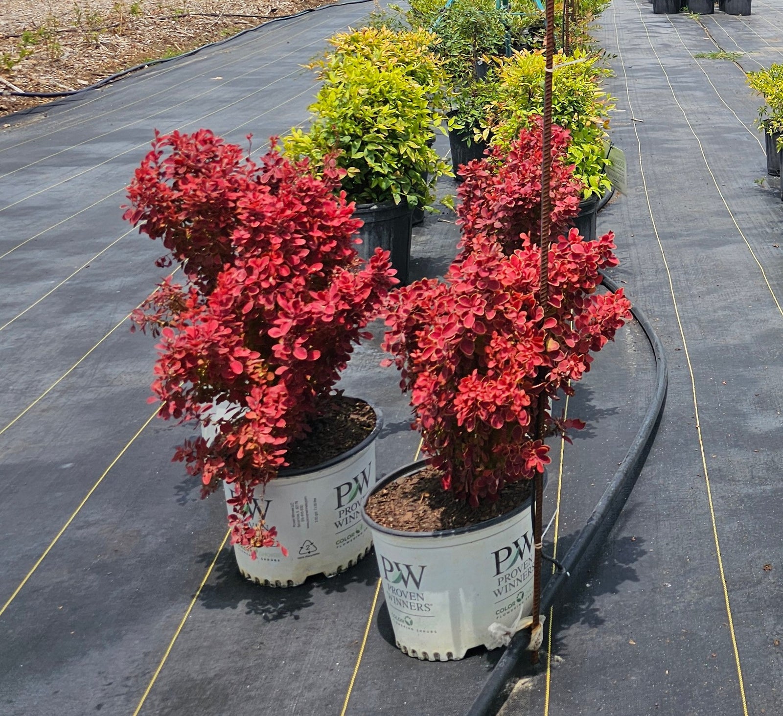 Barberry Crimson Pigmy
