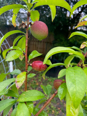 APPLE ANNA