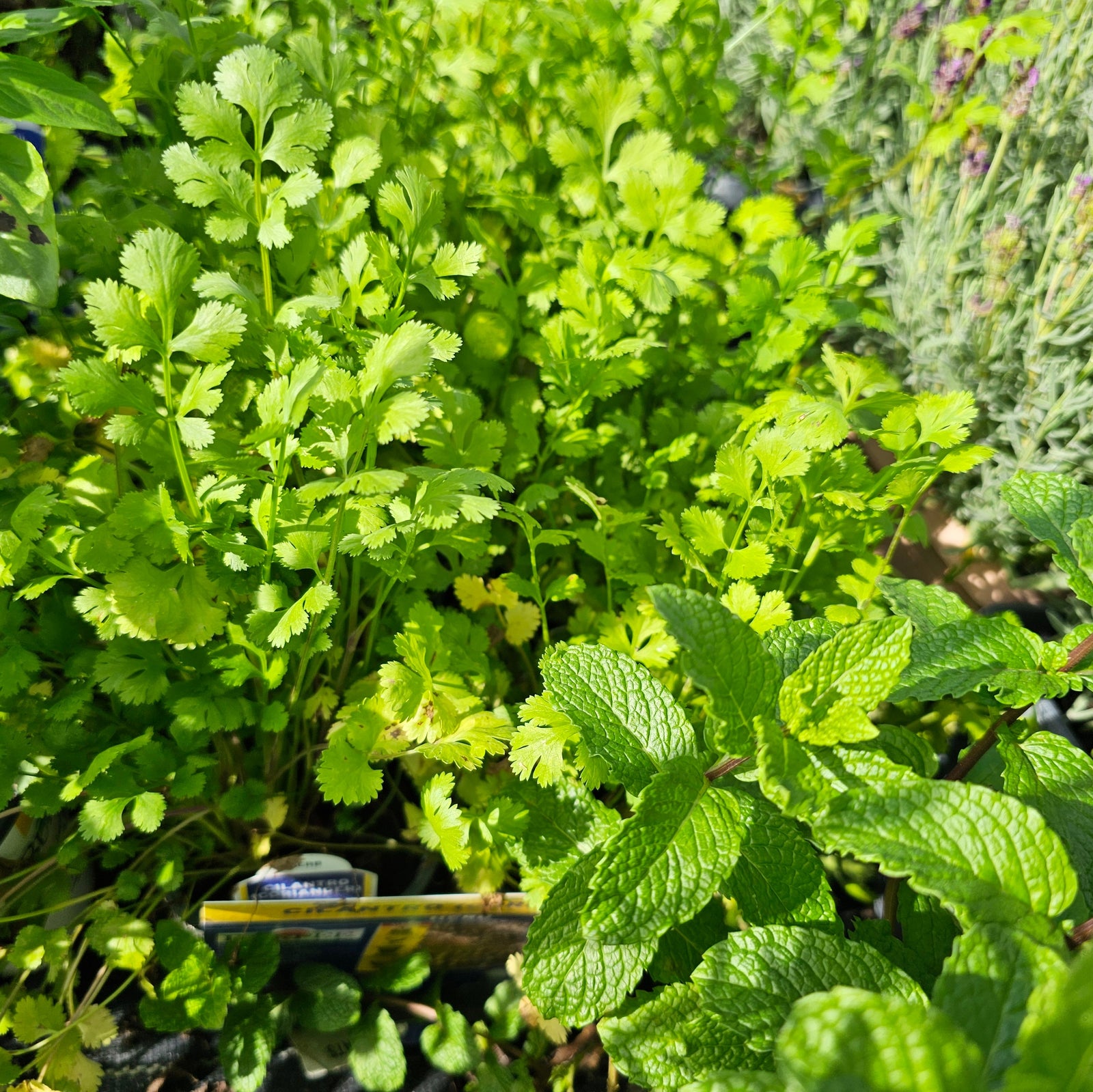 Cilantro