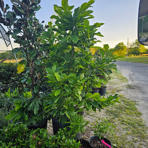 Magnolia Soulangiana