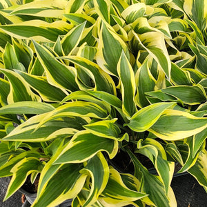 Hosta