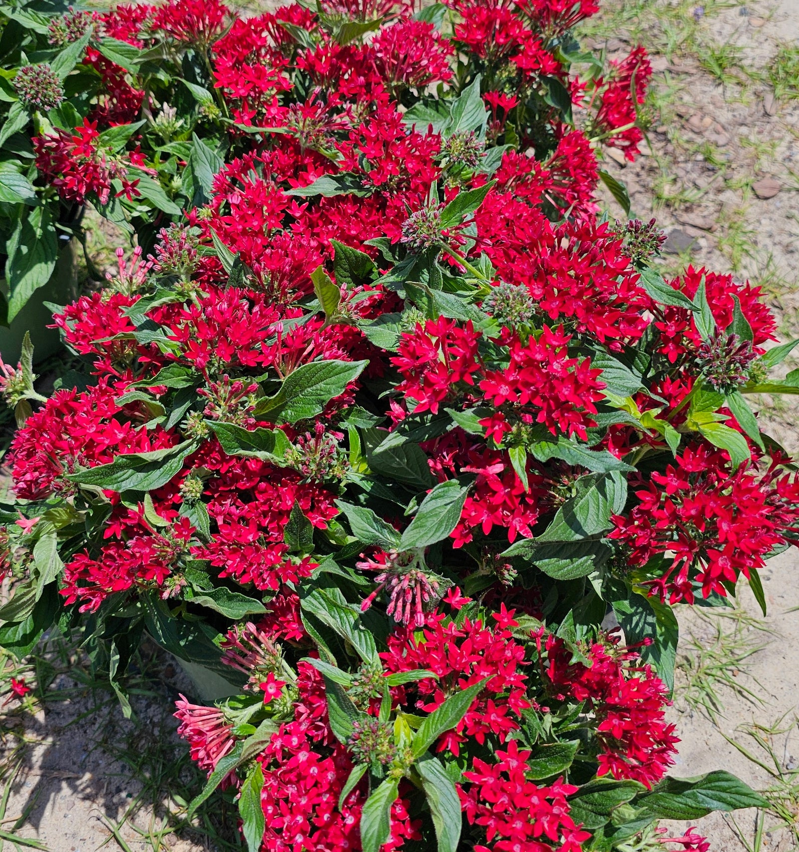 Pentas
