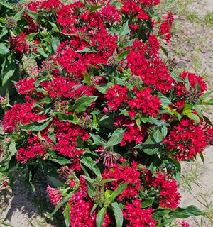 Pentas