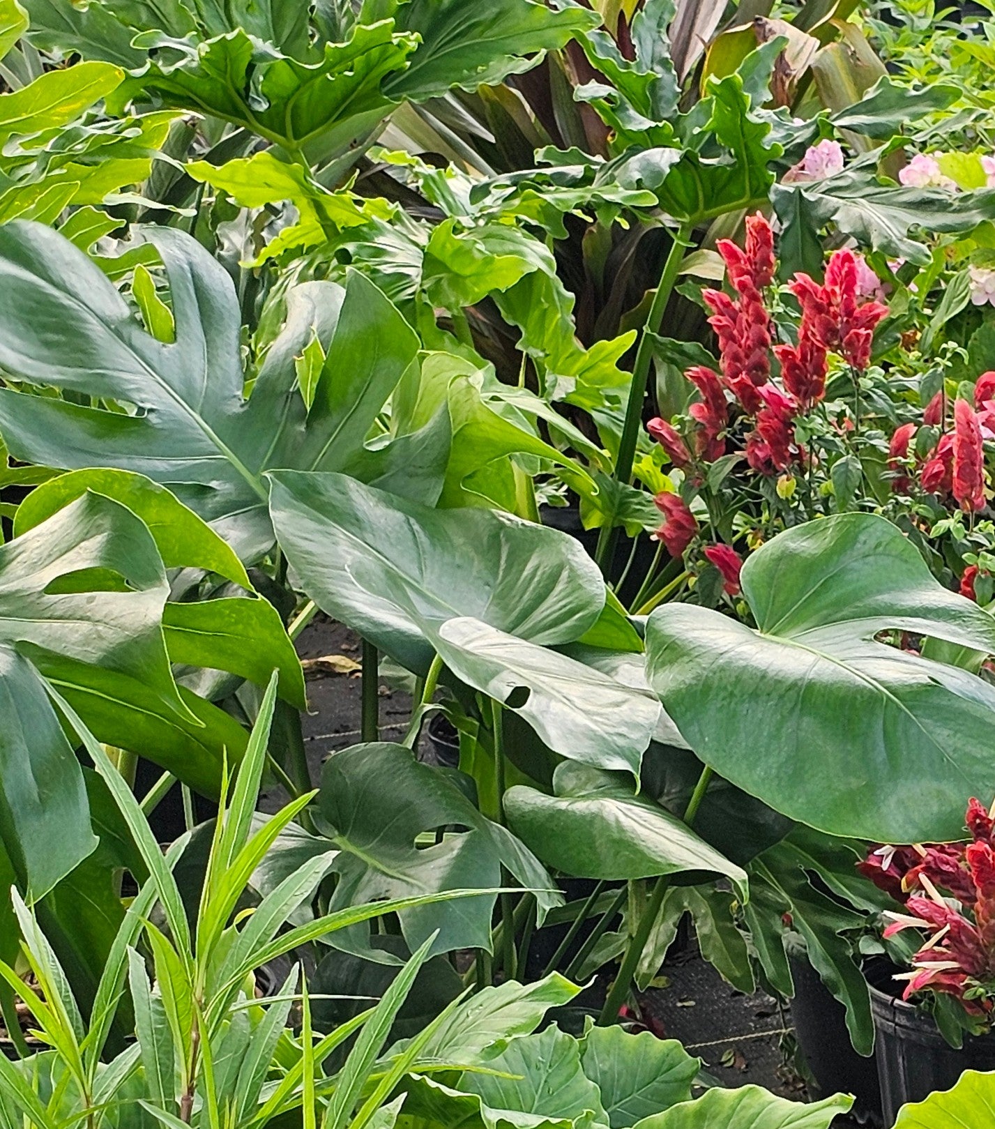 Philodendron ‘Hope’ (Tree Philodendron)