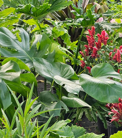 philodendron landscape Advanced Nursery Growers: Elevating Expertise in the Horticultural Sector