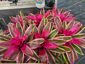BROMELIAD Mixed colors