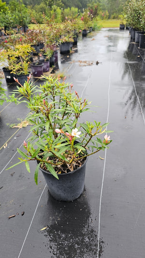 OLEANDER SALMON DWARF