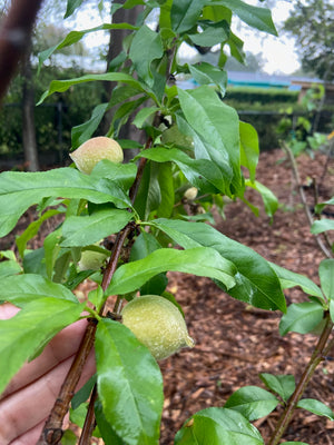 NECTARINE SUNRAYCER