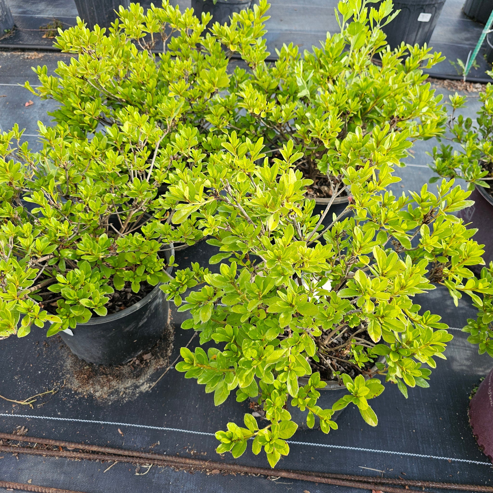 Advanced Nursery Growers: Elevating Expertise in the Horticultural