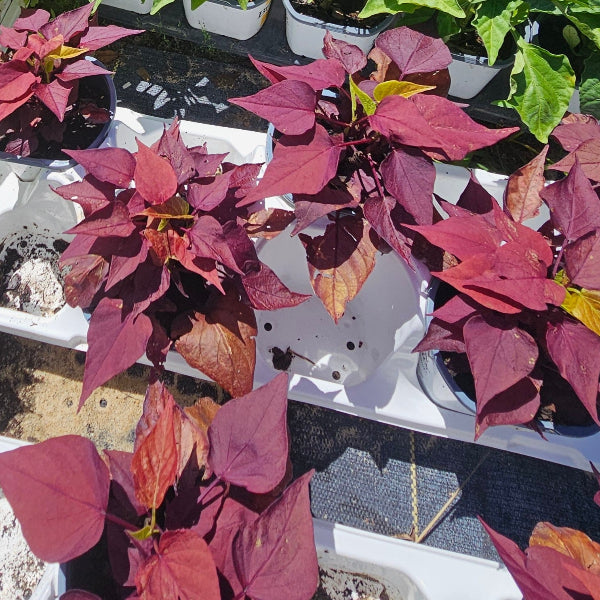 SWEET POTATO VINE