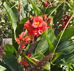CANNA LILY
