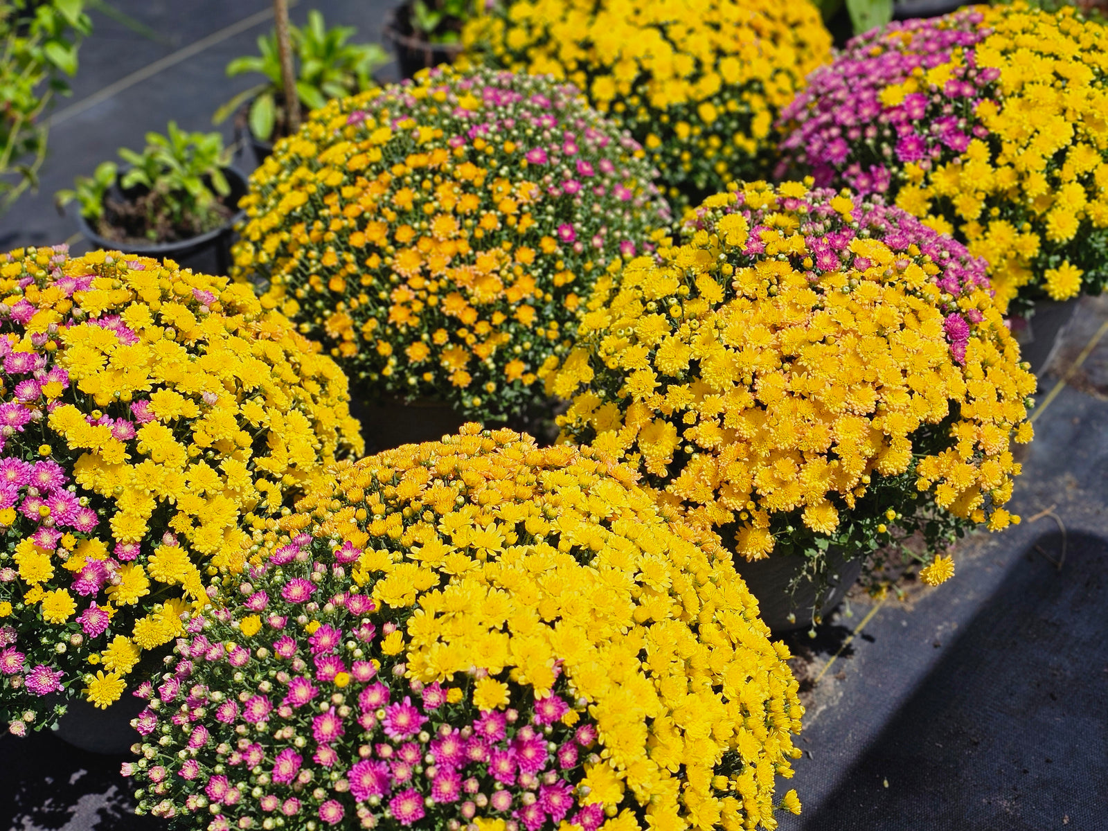 MIXED COLOR GARDEN MUMS