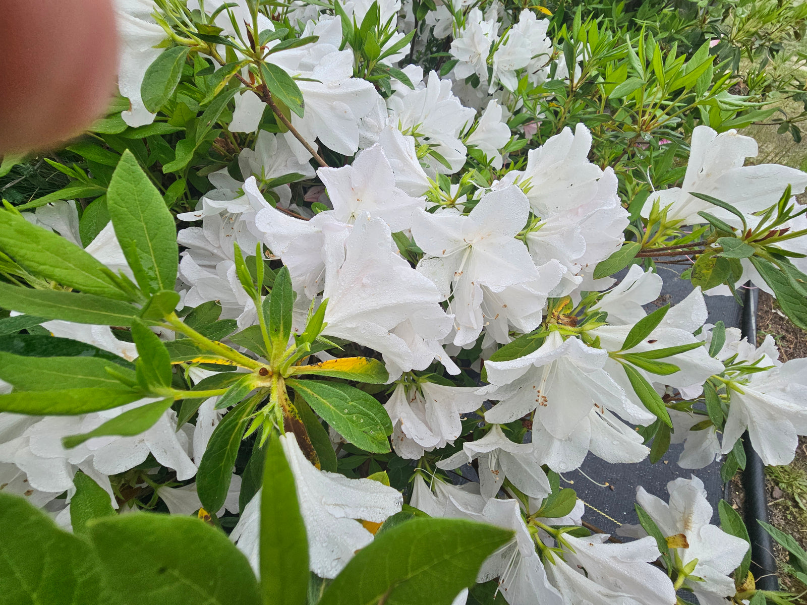 MRS.G.G.GERBING AZALEA