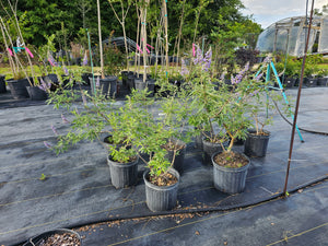 CHASTE TREE PURPLE (Vitex)
