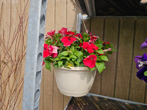 Hanging baskets