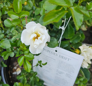 DRIFT ROSE
