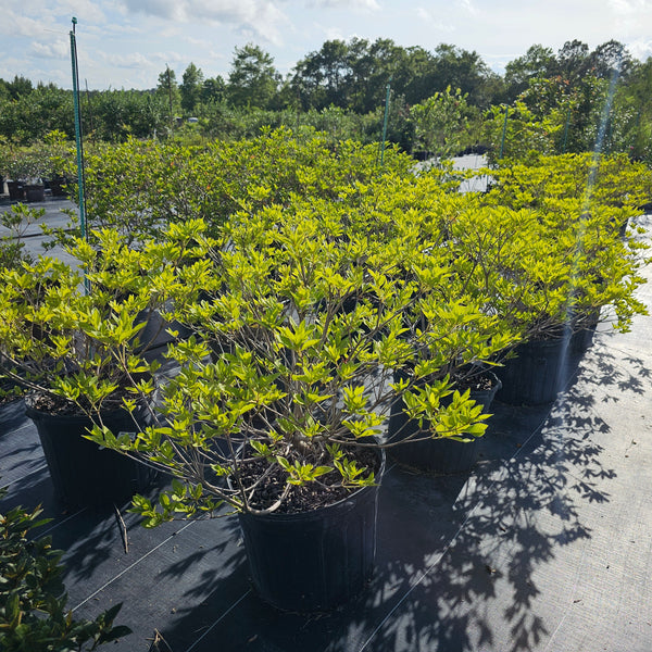 Advanced Nursery Growers: Elevating Expertise in the Horticultural