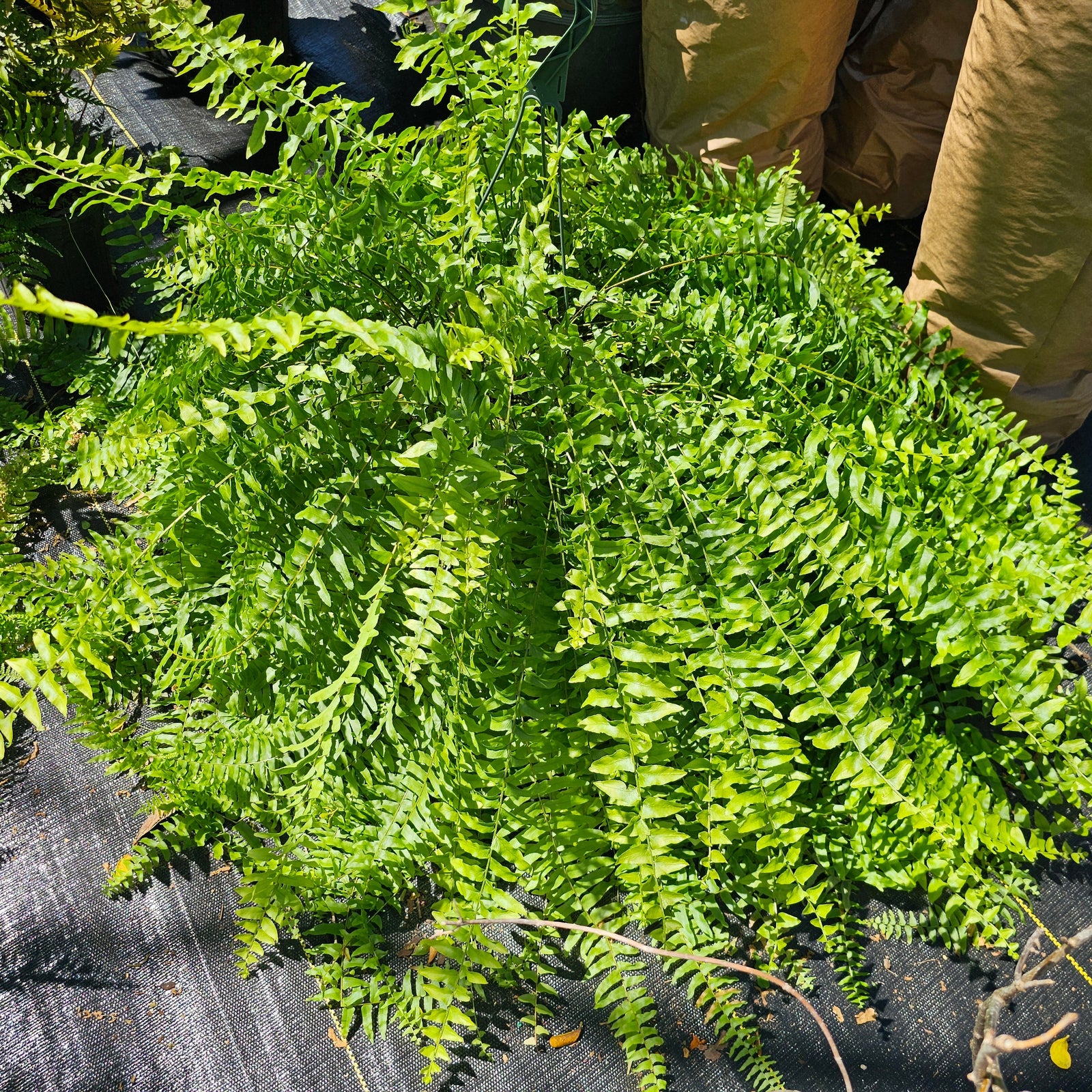 FERN BOSTON Hanging basket