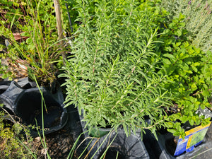 ROSEMARY CAPELLA