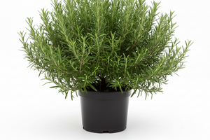 ROSEMARY CAPELLA