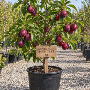 Santa Rosa Plum Tree