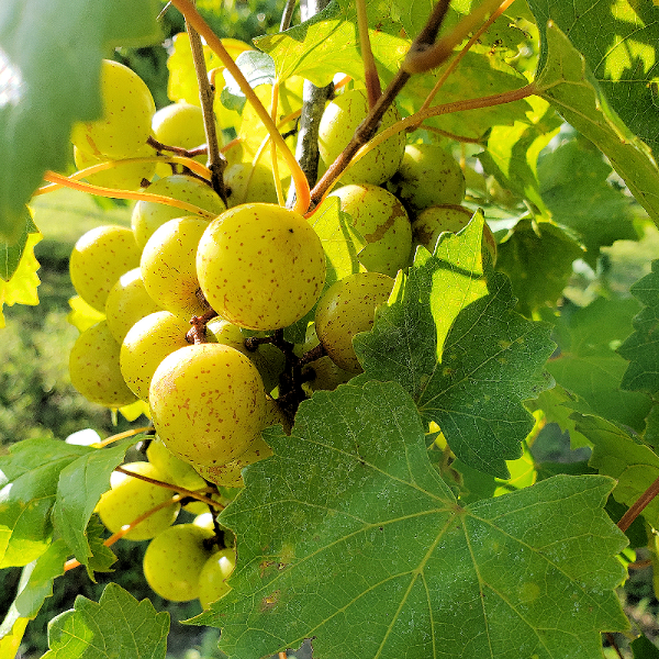 Scuppernong muscadine vine producing ripe bronze grapes for North Florida gardens
