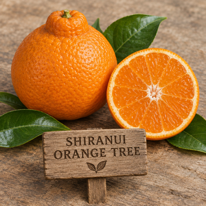Shiranui Orange Tree