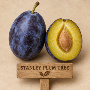Stanley Plum Tree