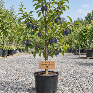 Stanley Plum Tree