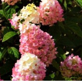 HYDRANGEA PANICLE  STRAWBERRY SUNDAE