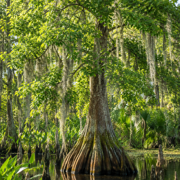 Native Swamp Tupelo Gum Tree growing in a wet landscape